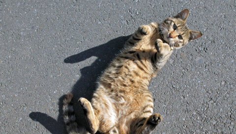 кошка, лежа, игривые