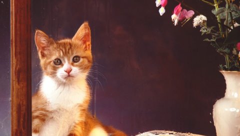 котенок, ребенок, цветы, сидеть