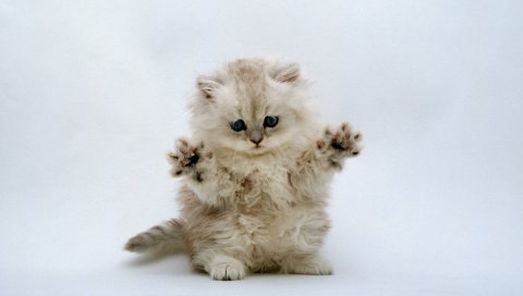 котенок, пушистые, лапы