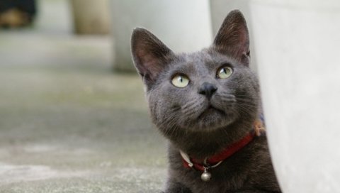 кошка, морда, воротник