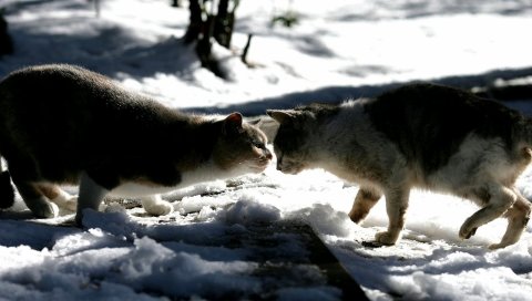 кошки, пара, снег, зима