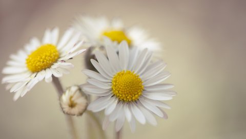 ромашки, цветы, лепестки