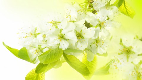 ветка, цветы, весна, яблоко