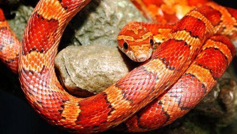 змея, цвет,рептилии