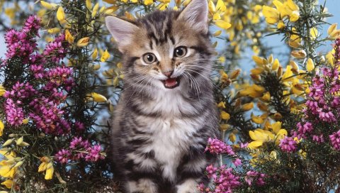 котенок, цветы, ручей
