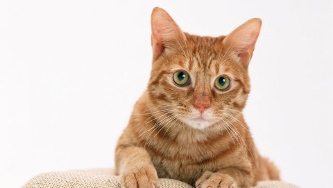 кошка, глаза, толстые, задумчивых