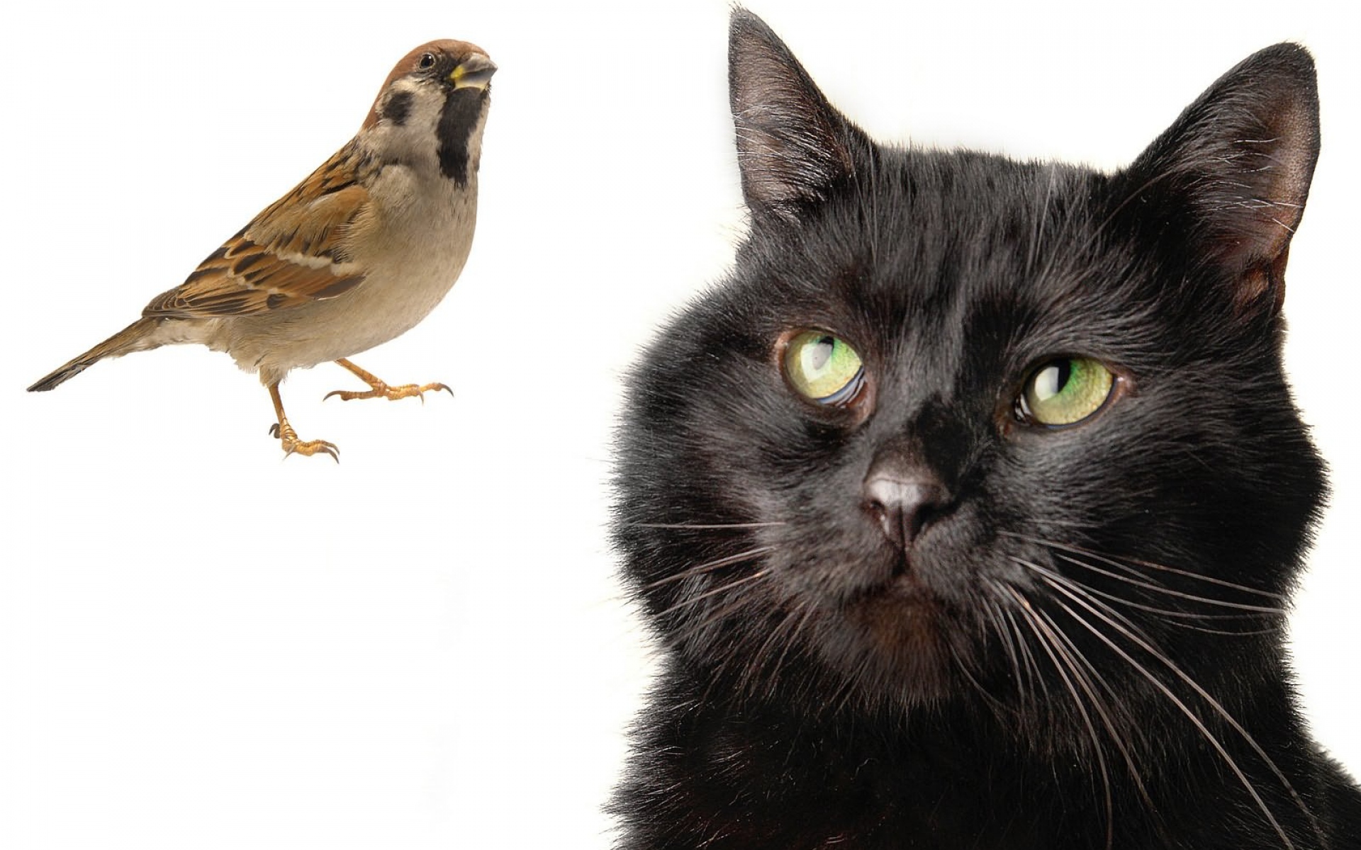 Картинки кошки, воробей, птица,охотничьи фото и обои на рабочий стол