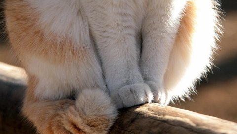 кот, лапы, белое