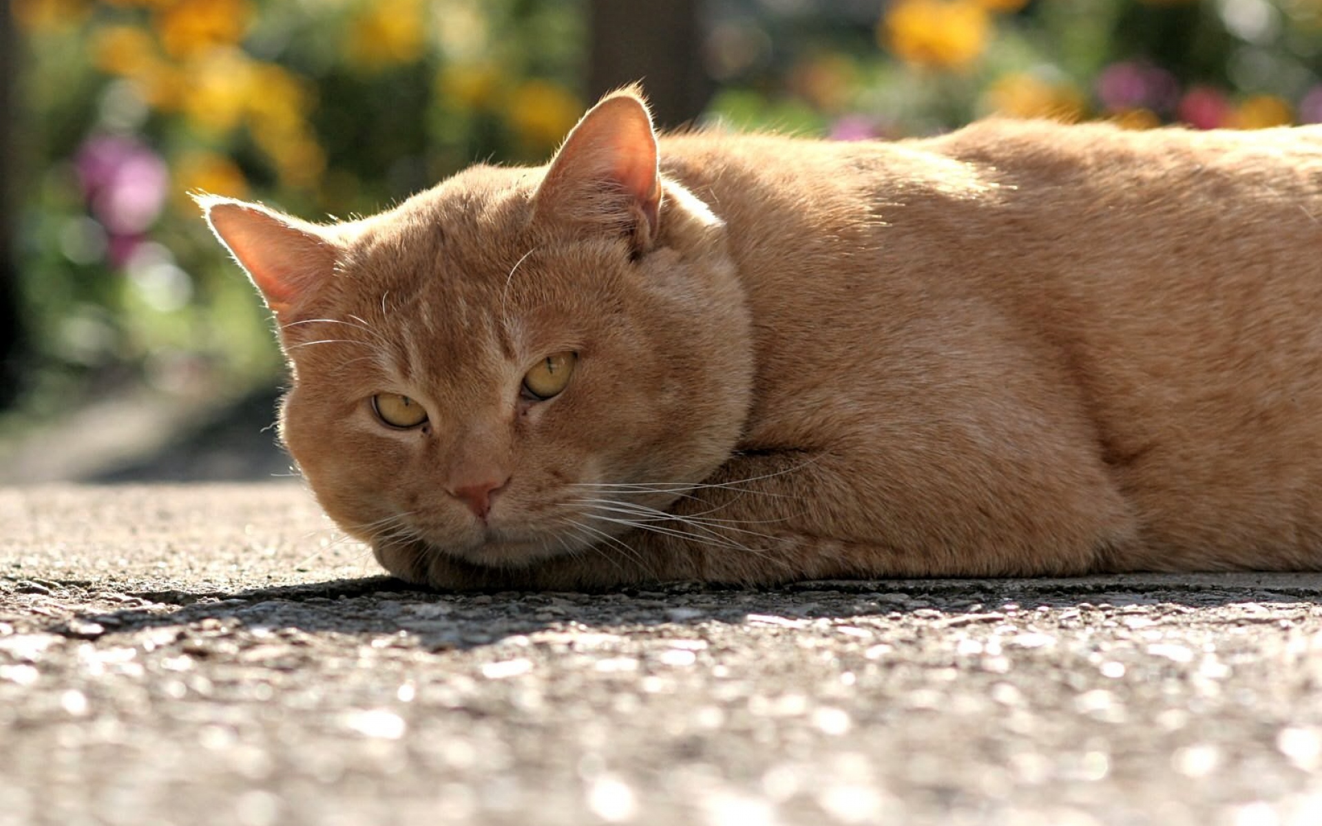 Кошек конечно. Рыжий кот. Котики фото. Обои кошки. Лежачий рыжий кот.