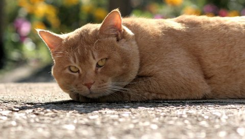 кот, лицо, задумчивый, густой