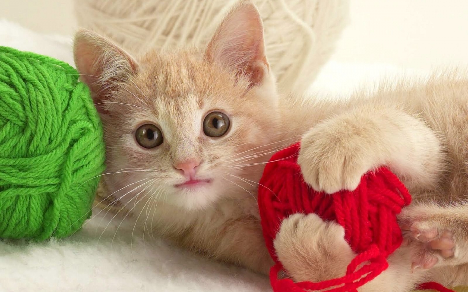 Картинки котенка, лицо, шар фото и обои на рабочий стол