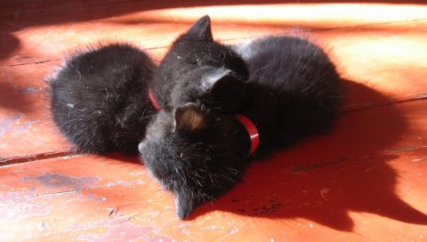 котята, пара, лежать, спать