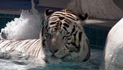 тигр, лежа, большую кошку, купать
