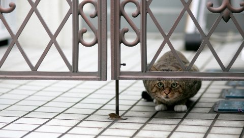 Кошка, подглядывать, прятаться, сидеть
