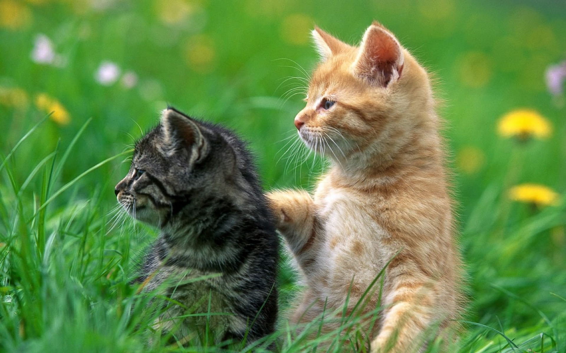 Картинки Котята, пара, трава, скрыть фото и обои на рабочий стол
