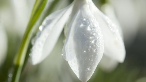 Лепестки, цветы, белые, капли