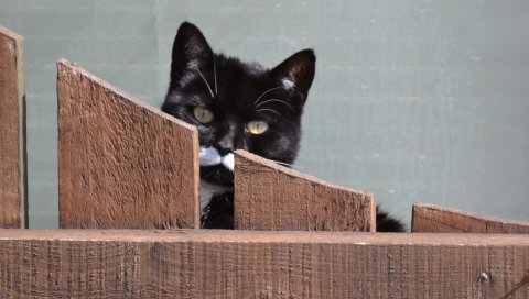 Кошка, забор, взгляд, морда