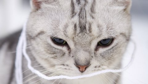 Кошка, лицо, свет, взгляд
