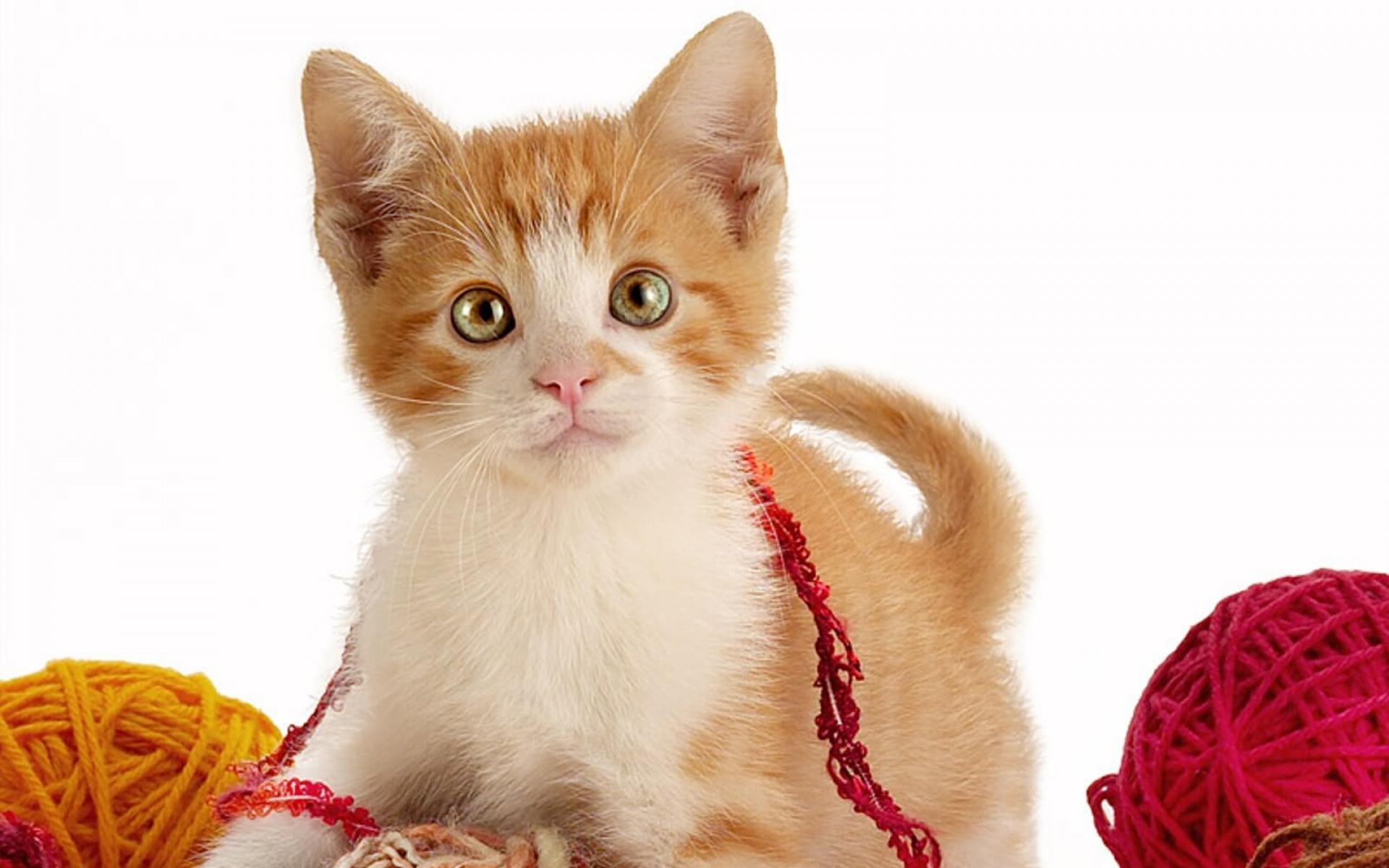 Картинки Котенок, игра, струны фото и обои на рабочий стол