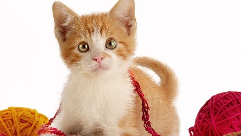 Котенок, игра, струны