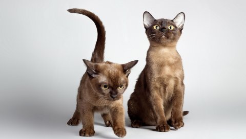 Котята, пара, сидя, дети, игривые