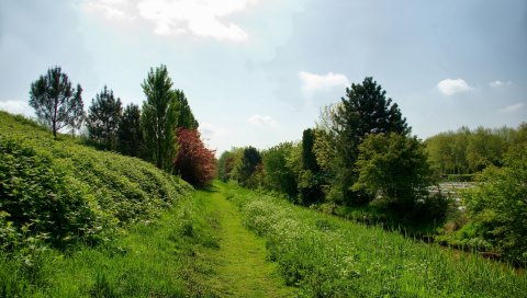 Тропа, деревья, трава, пейзаж