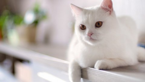 Кошка, белый, сидя, котенок