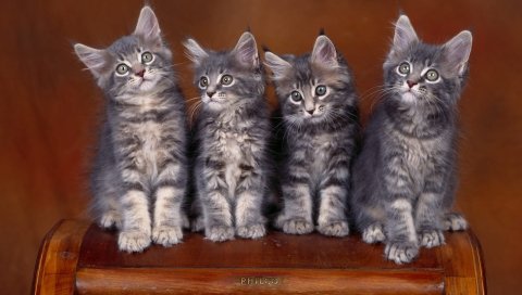 Котята, многие, сидя