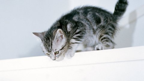 Котенок, скалолазание, игривый