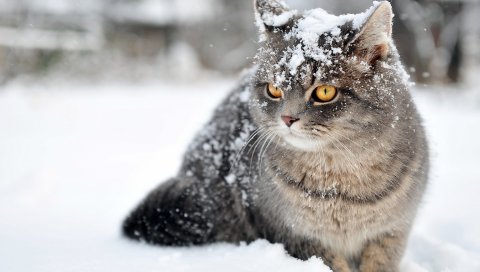 Кошка, снег, сидеть, страх