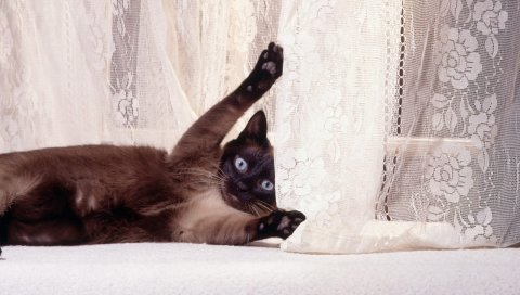 Кошка, игривая, душевая кабина