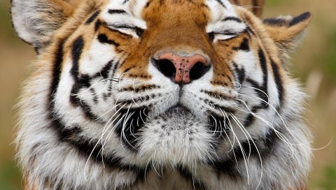 Тигр, лицо, счастливый, хищник