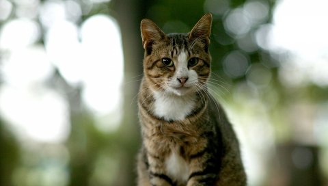 Кошка, сидя, морда, блики