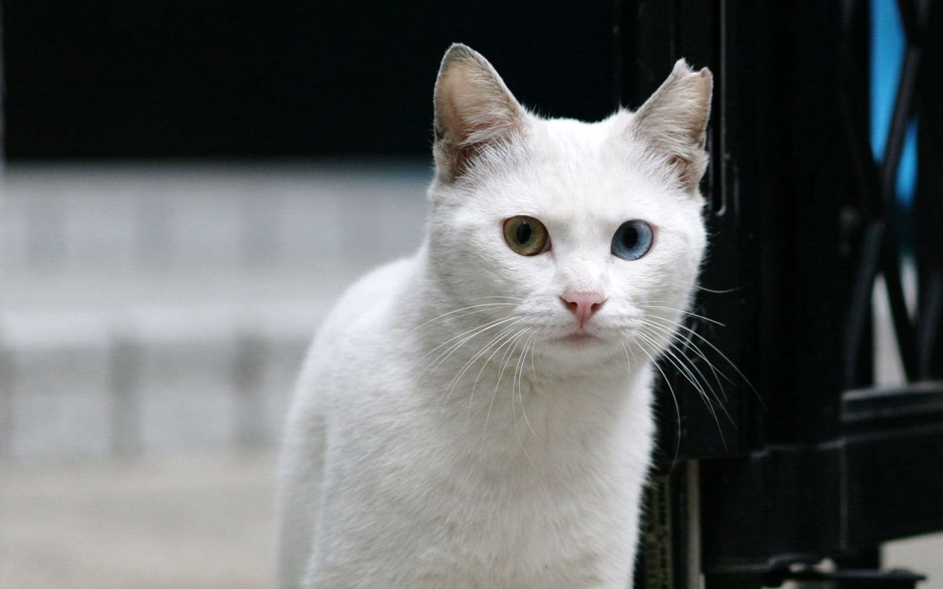 Картинки Кошка, белый, глаза фото и обои на рабочий стол