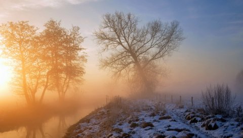 Снег, трава, дерево