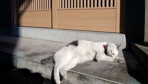 Кошка, лежа, спящая