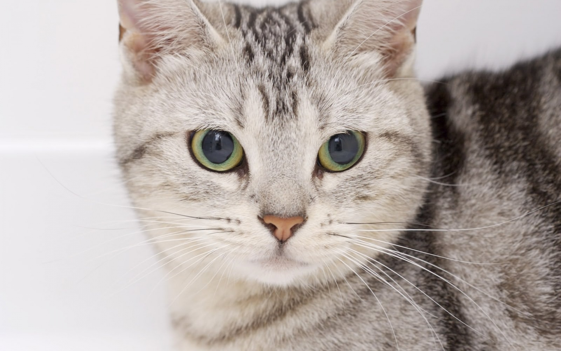 Картинки Кошка, морда, глаза, котенок фото и обои на рабочий стол