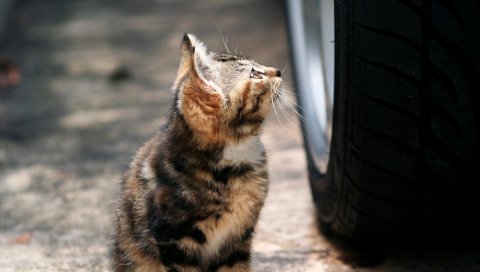 Котенок, лицо, автобус