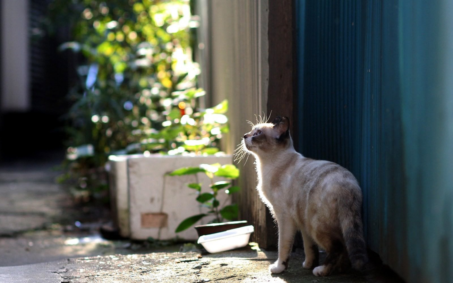 Кошка возле. Кошка возле дома. Кот гуляет по городу. Кошка ходит. Кошка ходит по улице.