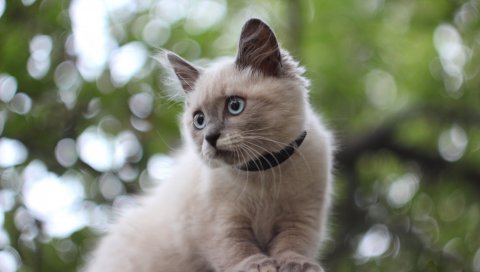 Котенок, пушистый, сидеть, блики