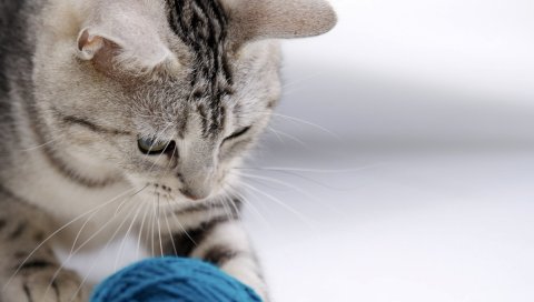 Кошка, мяч, игра