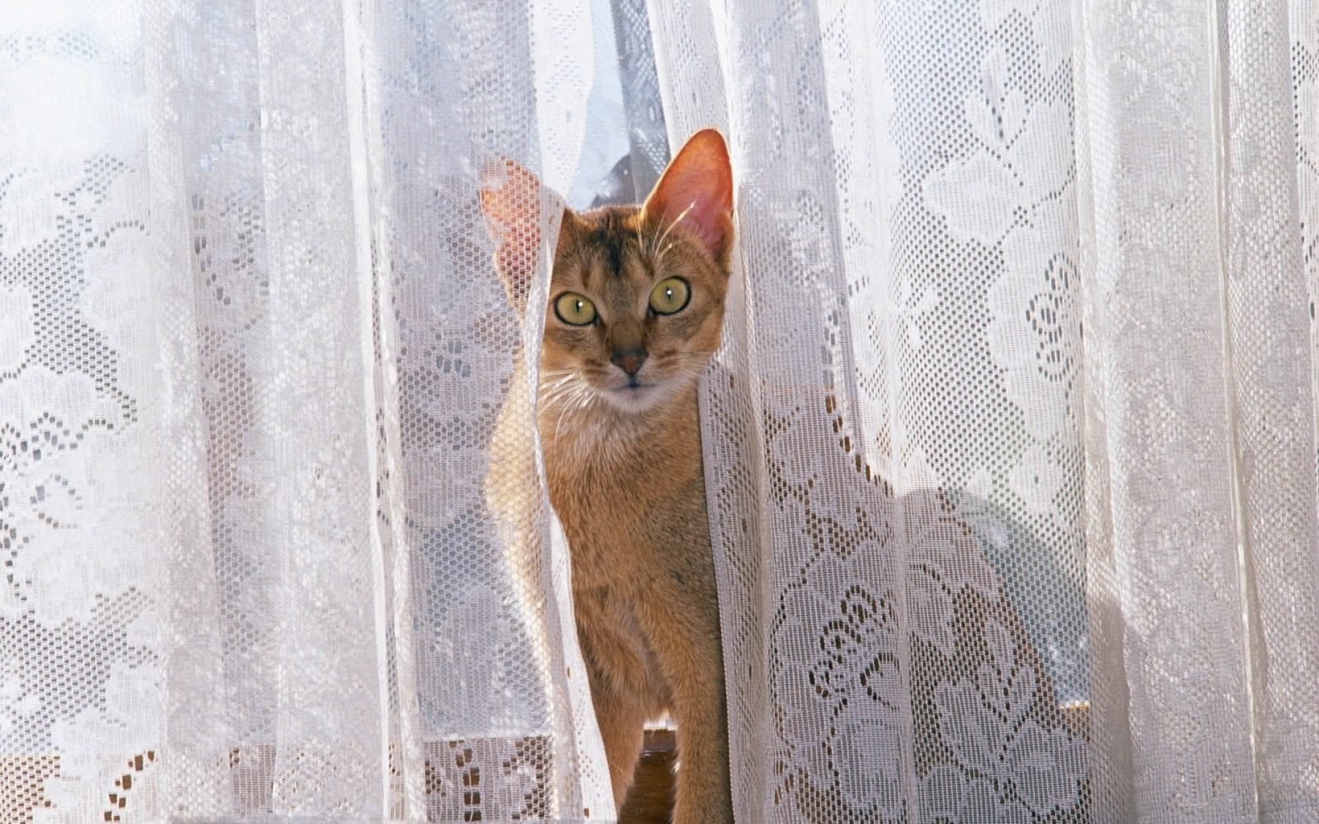 Картинки Кошка, занавес, скалолазание, игривый фото и обои на рабочий стол