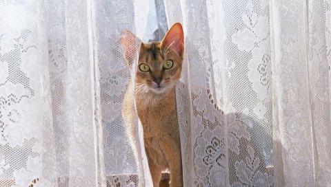 Кошка, занавес, скалолазание, игривый