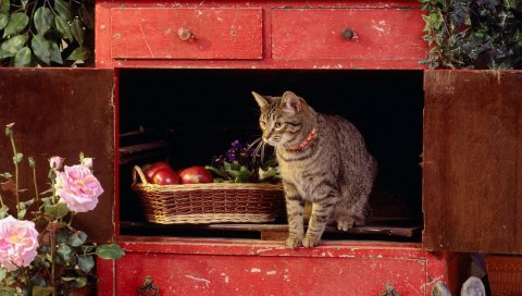 Кошка, коробка, подъем