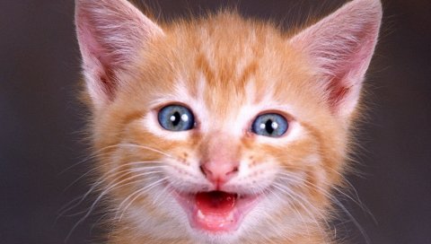 Котенок, лицо, крик, красный
