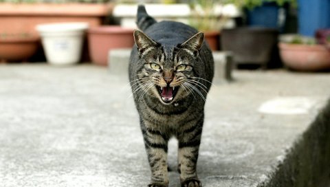 Кошка, плач, лицо, полосатый