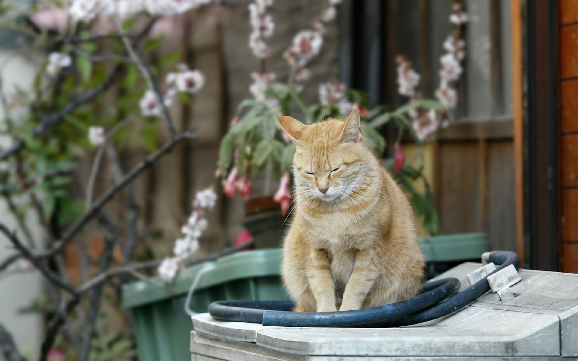 Кошка во дворе дома