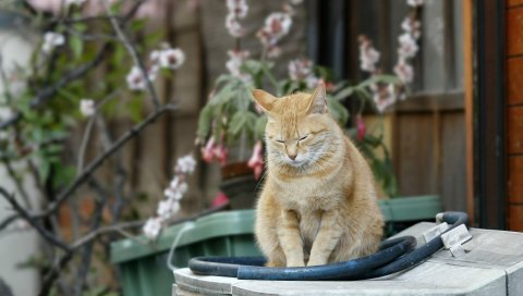 Кошка, табби, имбирь