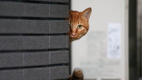 Кошка, взгляд, глаза, лицо