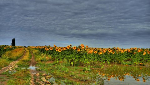Поле, дорога, подсолнухи, облака, пейзаж